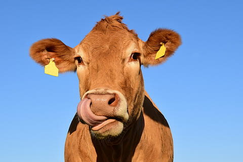 cow-head-cow-head-animal-thumbnail.jpg